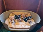 Speelse Jack Russell Terriër pups., CDV (hondenziekte), Jack Russell Terriër, 8 tot 15 weken, Meerdere