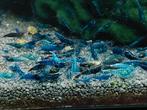 Mooie blauwe neocaridina garnalen, Dieren en Toebehoren, Vissen | Aquariumvissen, Kreeft, Krab of Garnaal