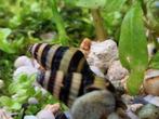 Helena slak, Dieren en Toebehoren, Vissen | Aquaria en Toebehoren, Ophalen, Nieuw, Overige typen