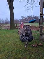 Kalkoen haan, Mannelijk, Kalkoen