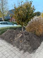 Zwart zand / zwarte grond - gratis, Ophalen, Overige typen