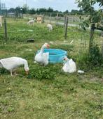 Boeren ganzen, Dieren en Toebehoren, Pluimvee, Meerdere dieren, Gans of Zwaan