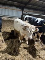 Schotse hooglander, Dieren en Toebehoren, Ophalen of Verzenden, Vee