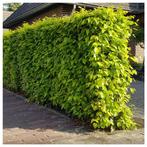 Haagplanten Fagus Sylvatica groene beukenhaag, Ophalen of Verzenden, Bloeit niet, Volle zon