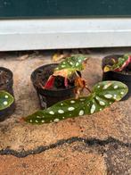 Stippenbegonia - Leuke kamerplant!, Ophalen, Halfschaduw, Minder dan 100 cm