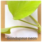 4. scindapsus neon stekje €2,50, Ophalen of Verzenden, Overige soorten, Minder dan 100 cm