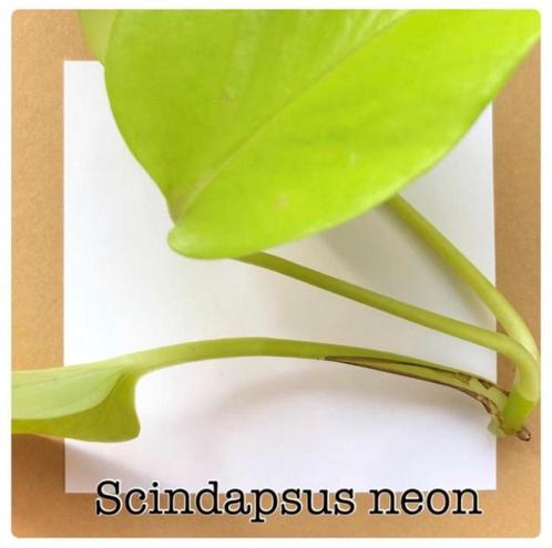 4. scindapsus neon stekje €2,50, Huis en Inrichting, Kamerplanten, Overige soorten, Minder dan 100 cm, Ophalen of Verzenden