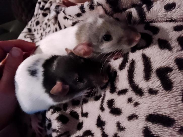 Vrouwtjes rat grijs/wit, Dieren en Toebehoren, Knaagdieren, Vrouwelijk, Rat, Juni