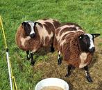 2 bonte rammen, Dieren en Toebehoren, Schapen, Geiten en Varkens, Mannelijk, Schaap
