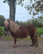 **KNAPPE EN LIEVE 5 JARIGE STAMBOEK SHETLANDER MERRIE **, Dieren en Toebehoren, Merrie, A pony (tot 1.17m), 3 tot 6 jaar, Onbeleerd