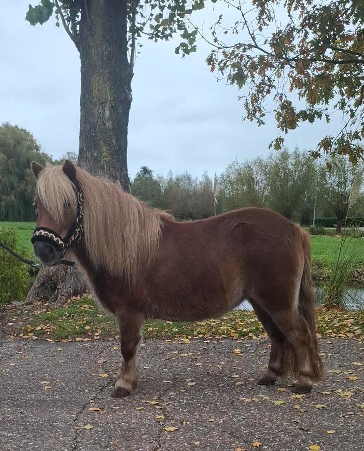 **KNAPPE EN LIEVE 5 JARIGE STAMBOEK SHETLANDER MERRIE **, Dieren en Toebehoren, Pony's, Merrie, Onbeleerd, A pony (tot 1.17m)