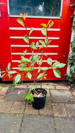 Glansmispel fraseri Red Robin, Tuin en Terras, Planten | Struiken en Hagen, Ophalen, Overige soorten, Haag, Minder dan 100 cm