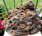 Groot stuk zeebodem. Dactylioceras athleticum ammonieten, Verzamelen, Mineralen en Fossielen, Ophalen of Verzenden, Fossiel