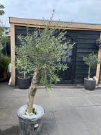 Olijfboom met dikke stam, Tuin en Terras, Planten | Bomen, Ophalen, Volle zon, Olijfboom, 100 tot 250 cm
