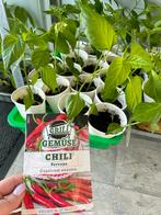 Chili peper planten moestuinplanten, Zomer, Ophalen, Groenteplanten, Eenjarig