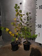 Lindeboom - Tilia Cordata potgekweekt, Lente, 100 tot 250 cm, Volle zon, In pot