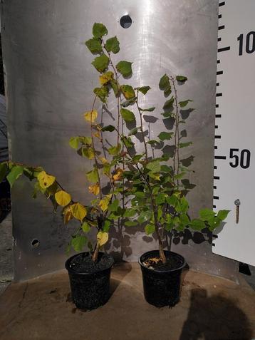 Lindeboom - Tilia Cordata potgekweekt beschikbaar voor biedingen