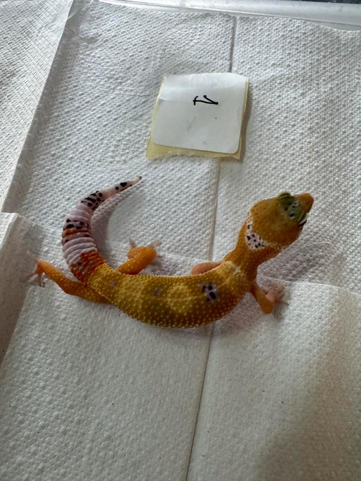 Luipaardgekkos nakweek 2025