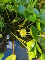 Waterlelie stekjes - Gele bloemen, Ophalen, Volle zon, Vaste plant, Zomer