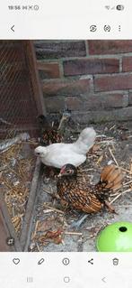 Sebright haantje gratis, Dieren en Toebehoren, Mannelijk, Kip
