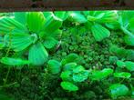 Pistia Stratiotus, Ophalen, Nieuw, Plant(en), Steen of Hout