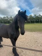 Verzorger/Bijrijder gezocht (16+), Dieren en Toebehoren, Paarden en Pony's | Overige Paardenspullen, Ophalen of Verzenden, Nieuw