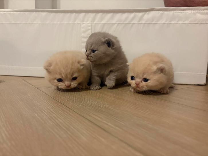 Prachtige Brite Korthaar kittens zoeken gouden mandje, Dieren en Toebehoren, Katten en Kittens | Raskatten | Korthaar, Meerdere dieren