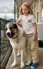 Dekreu! Armenian Gampr! Geen Kangal of Alabai, Dieren en Toebehoren, 6 jaar of ouder, Particulier, Rabiës (hondsdolheid), Reu