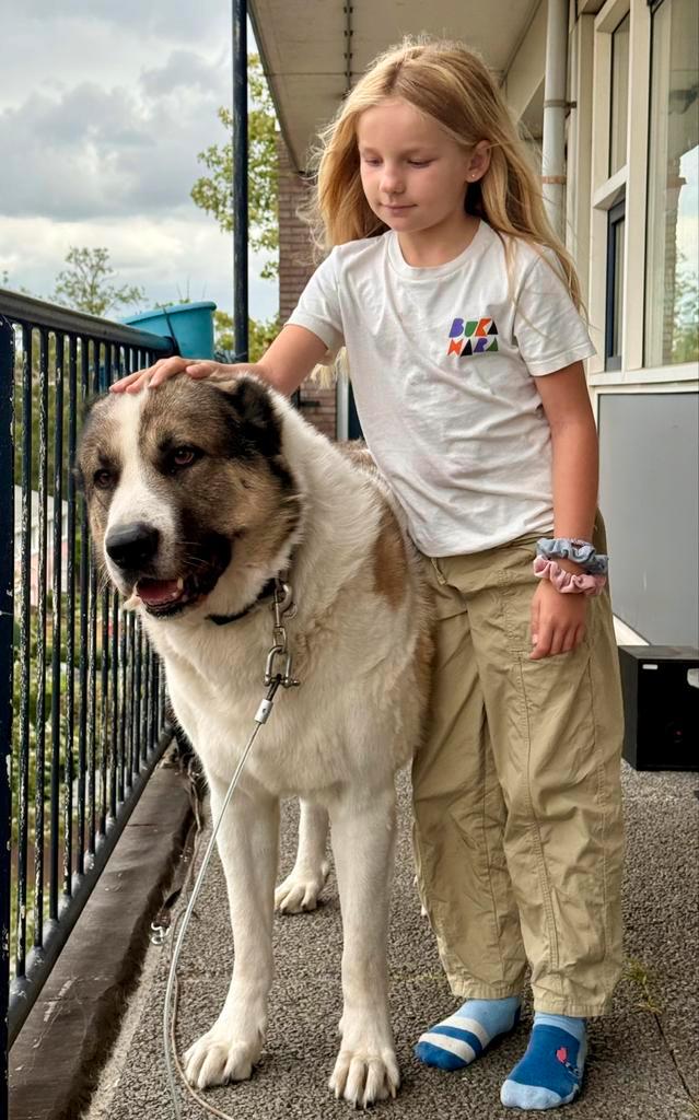 Dekreu! Armenian Gampr! Geen Kangal of Alabai, Dieren en Toebehoren, Honden | Dekreuen, Reu, Particulier, Eén hond, Buitenland
