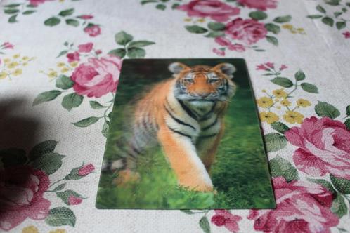 3D Stereo Postkaart - Siberische Tijger Welp, kijkend, NIEUW, Verzamelen, Ansichtkaarten | Dieren, Ongelopen, 1980 tot heden, Wild dier