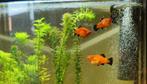 Platy visjes, Dieren en Toebehoren, Ophalen of Verzenden, Zo goed als nieuw