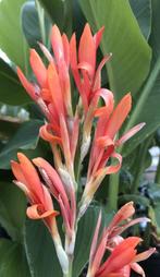 Canna altensteinii bananen blad, Ophalen of Verzenden, Zomer, Overige soorten, Volle zon