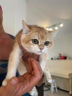 Britse korthaar kittens, Kater, Ontwormd