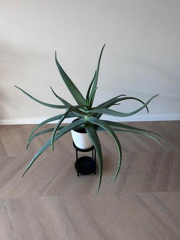 Aloe Vera kamerplant, h 60 cm, b 120 cm beschikbaar voor biedingen