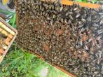 Buckfast bijenvolk, Dieren en Toebehoren, Bijen