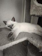 British Korthaar Kittens 15 weeken, Meerdere dieren, Kortharig, 6 jaar of ouder