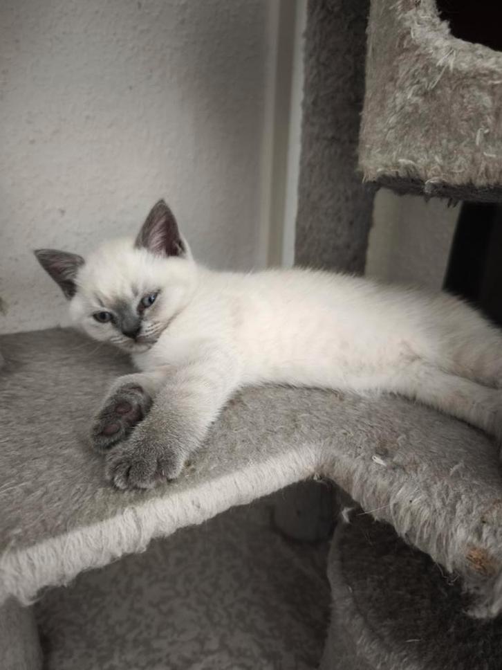 British Korthaar Kittens 15 weeken, Dieren en Toebehoren, Katten en Kittens | Overige Katten, Kortharig, Meerdere dieren, 6 jaar of ouder