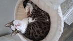 Vrouwtje 2 half jaar oud lees beschrijving, Dieren en Toebehoren, Katten en Kittens | Overige Katten, Poes