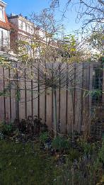 Salix mount aso - Bolvormige Wilg, Ophalen, 1 tot 2 meter, Minder dan 3 meter, Zo goed als nieuw