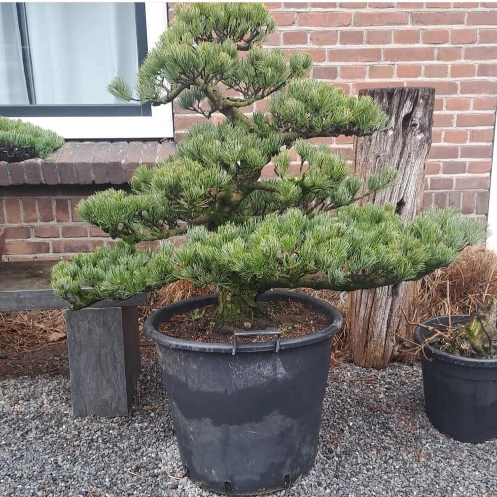 Pinus parviflora tuinbonsai, Ophalen, Bloeit niet, Halfschaduw, Overige soorten
