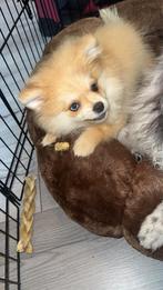 Pomeriaan pup odd eye, Dieren en Toebehoren, Particulier, Keeshond, 15 weken tot 1 jaar, Rabiës (hondsdolheid)
