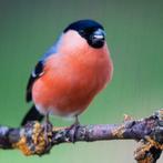 Europese goudvinkman, Dieren en Toebehoren, Vogels | Overige Vogels, Wildzangvogel