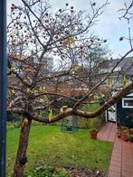 Mispels, Diversen, Levensmiddelen, Ophalen