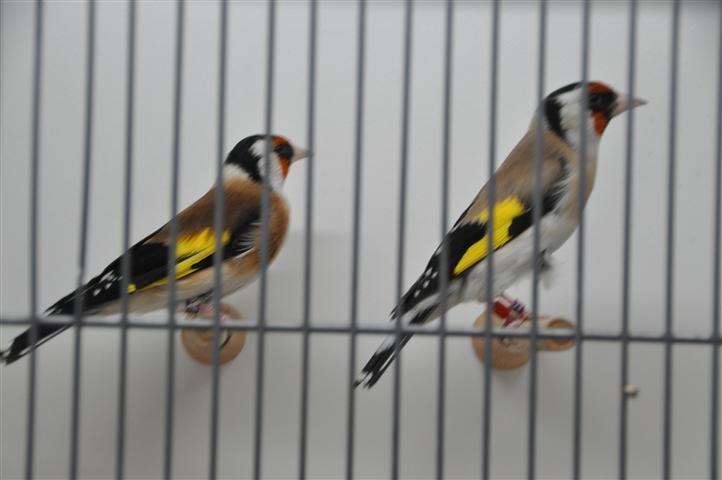 1 Bloemputter man en 1 major putter man nl ger v 25, Dieren en Toebehoren, Vogels | Overige Vogels, Wildzangvogel, Mannelijk, Geringd