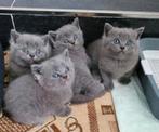 Britse korthaar kittens, Dieren en Toebehoren, Katten en Kittens | Raskatten | Korthaar, Meerdere dieren, 0 tot 2 jaar, Ontwormd