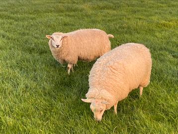 Noordhollander ooilammeren beschikbaar voor biedingen