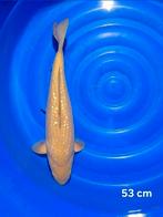 Perfecte Ginrin chagoi 53 cm, Karper of Koi