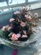 Silka, Ophalen of Verzenden, Nieuw