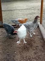 Jonge marans hennen, Vrouwelijk, Kip