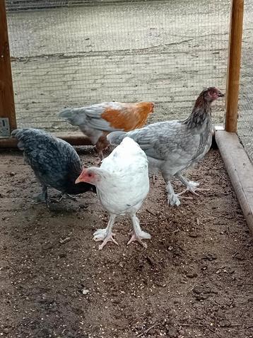 Jonge marans hennen beschikbaar voor biedingen
